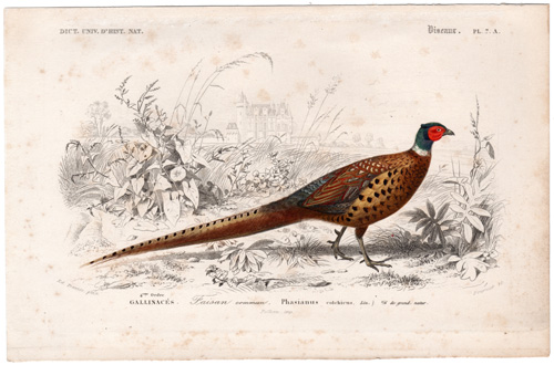 Ring-necked Pheasant